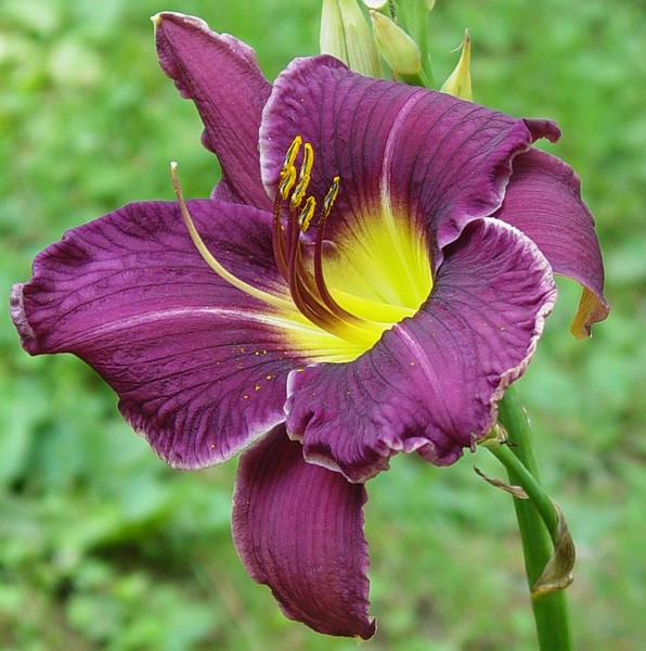 Purple Passion