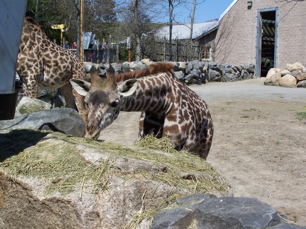 Giraffe at the zoo