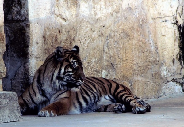 Sleeping Tiger