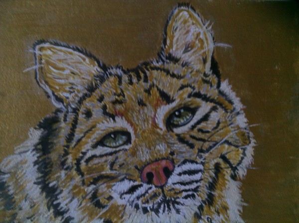 Wildcat