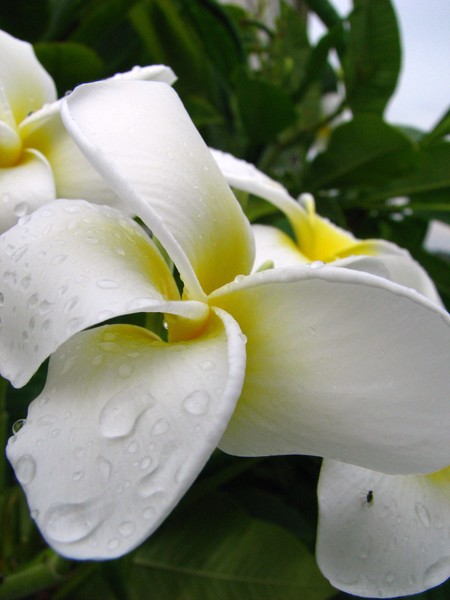 Bloom