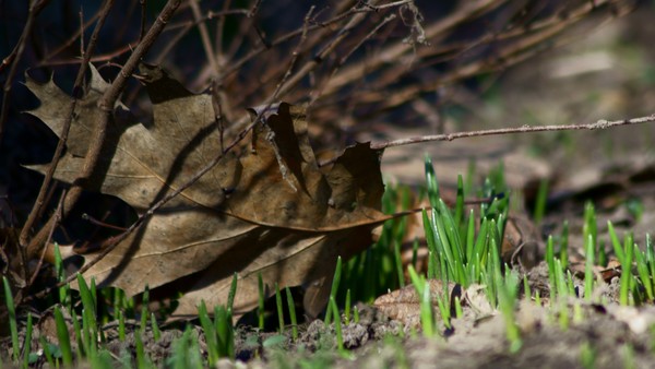 Spring in Cismigiu