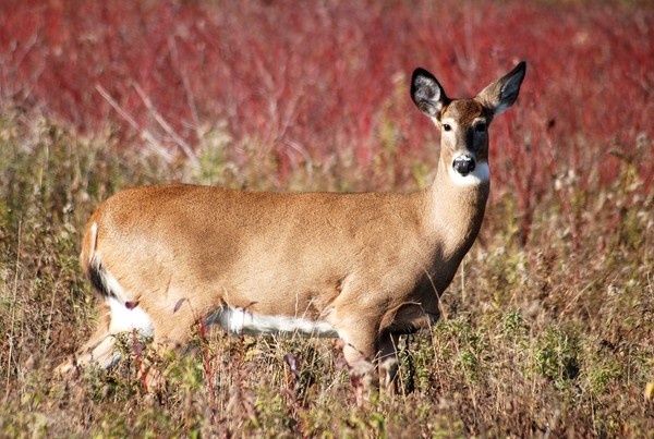Deer