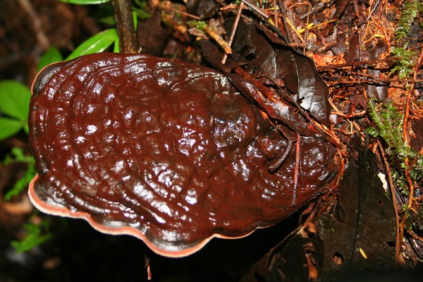 Beautiful Brown Shelf Fungus