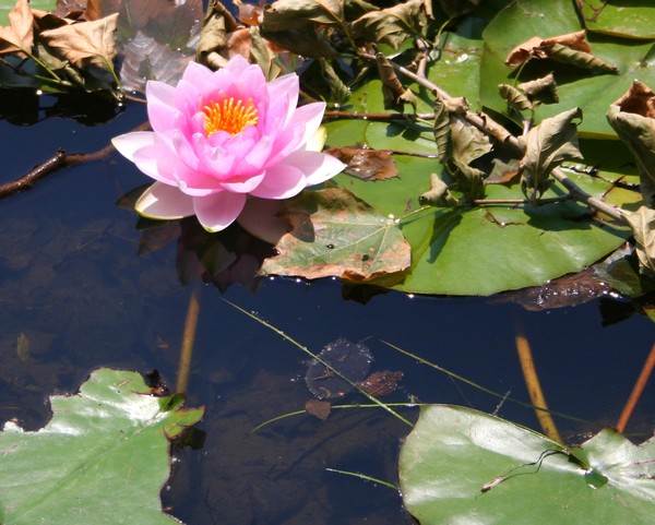 Water Lily in Pink