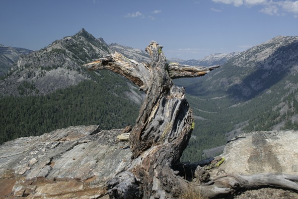 Wooden Eagle taking Flight