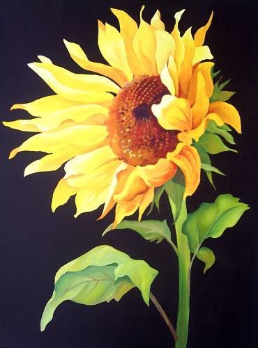 sunflower