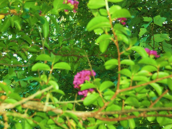 Crepe Myrtle Tree 08'