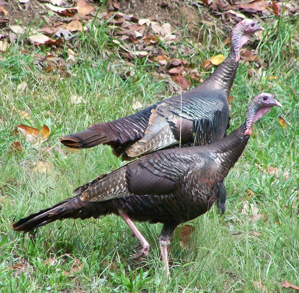 Wild Turkey