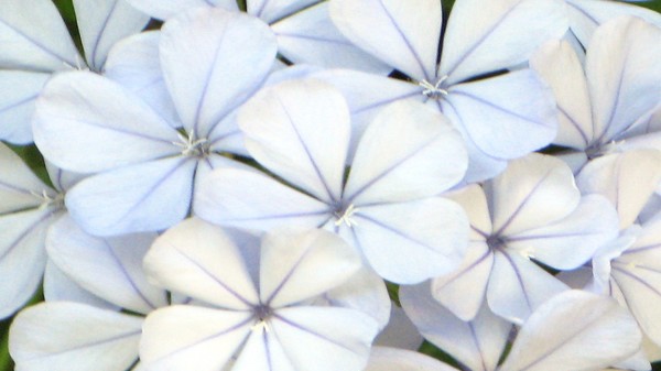 Whiteflower001