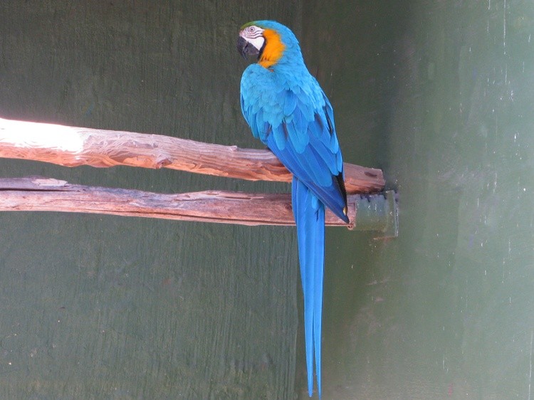 Blue Macaw