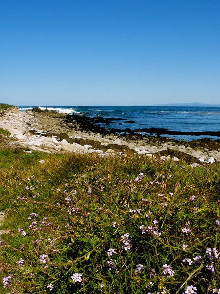 Asilomar flowers