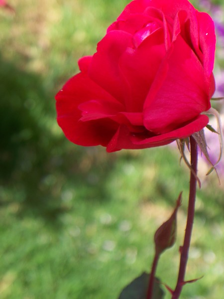 Flowers of Peru #8