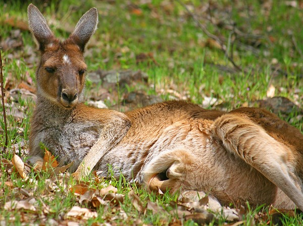Kangaroo