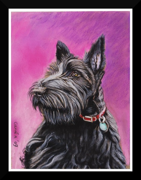 NC art orig pastel scottish terrier