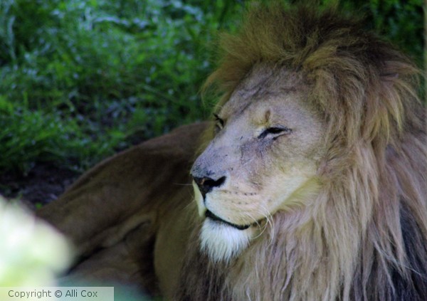 Lion