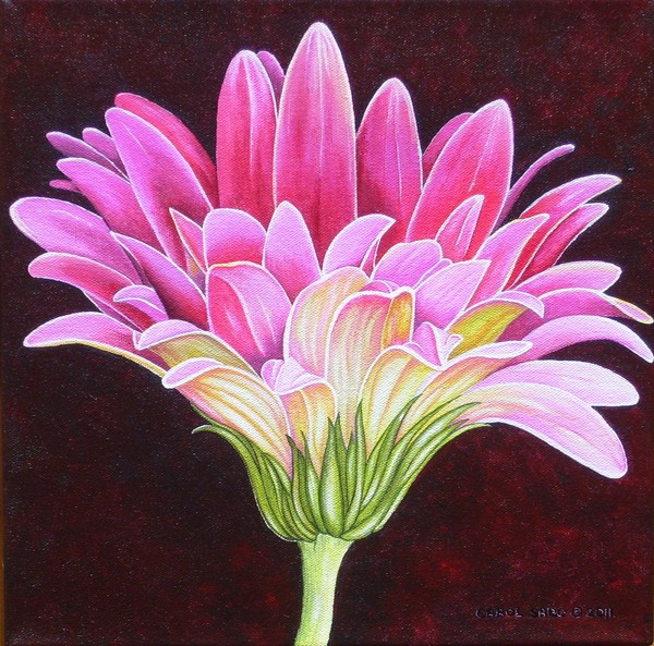 Pink Gerbera Daisy