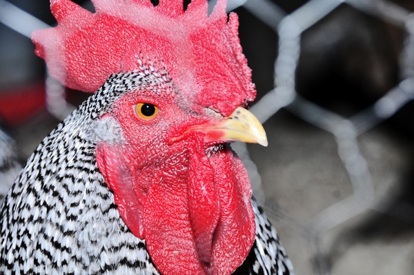 Chicken Coop