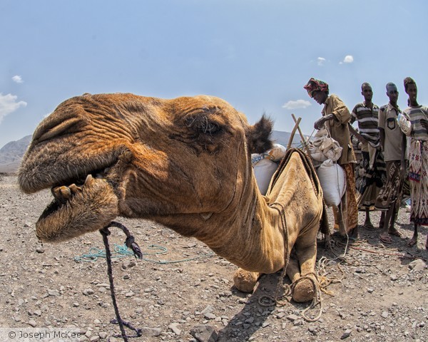 Chewing Camel