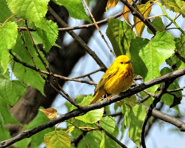 Yellow Bird