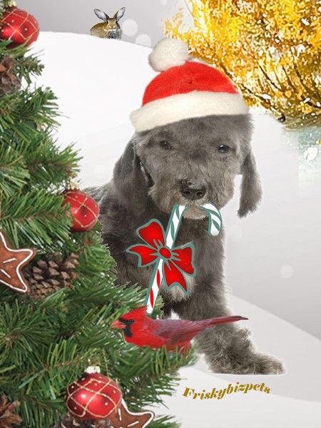 Bedlington Terrier Christmas 