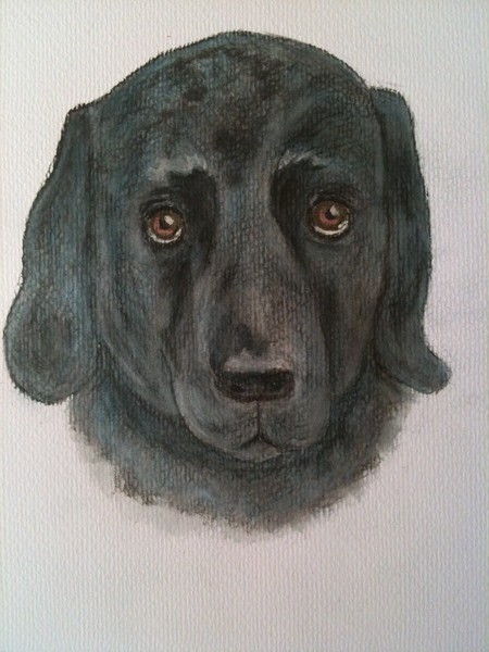 Cody. A service dog
