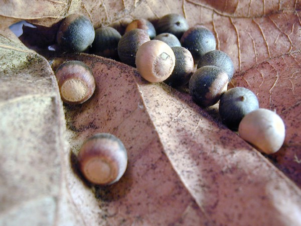 Acorns
