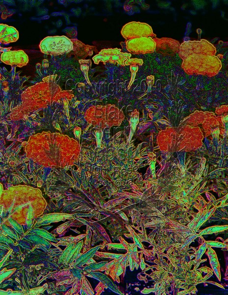 Orange & Yellow Marigolds