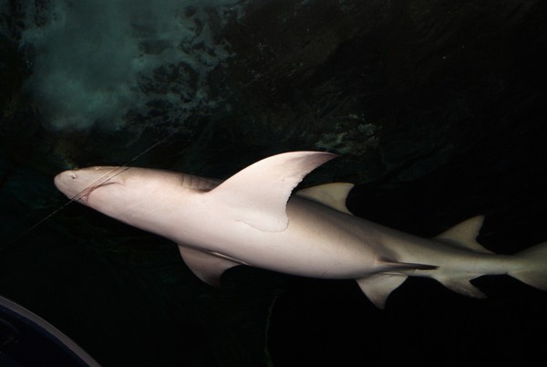 Shark