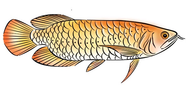 Most expensive fish