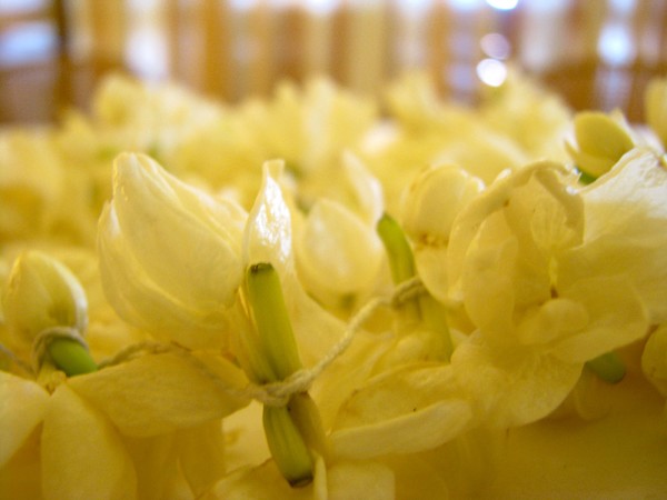 jasmine