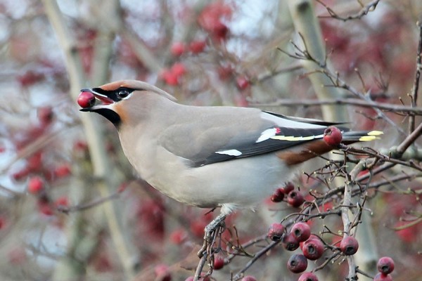 waxwing