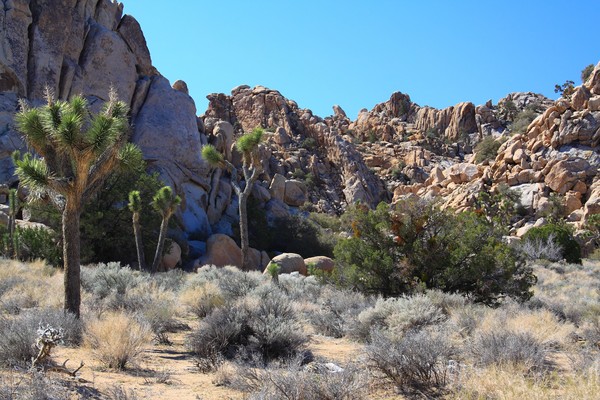 Joshua Tree Nat. Pk.  3