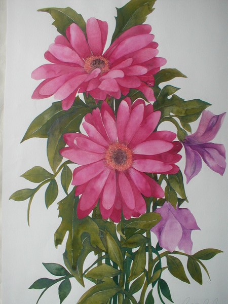 Gerbera