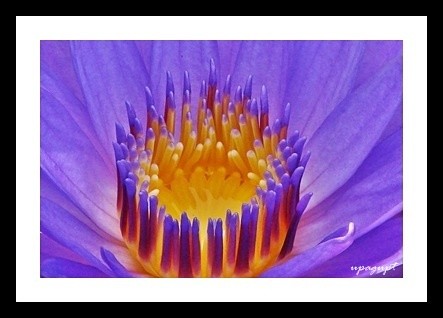 Inner beauty of flower 6