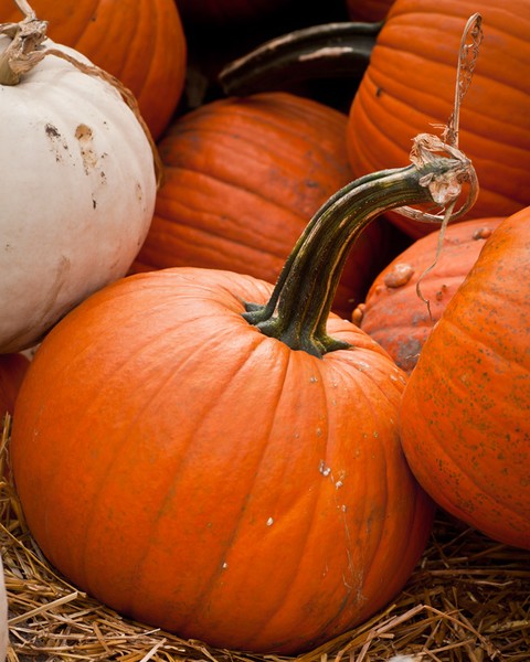 Fall Pumpkins