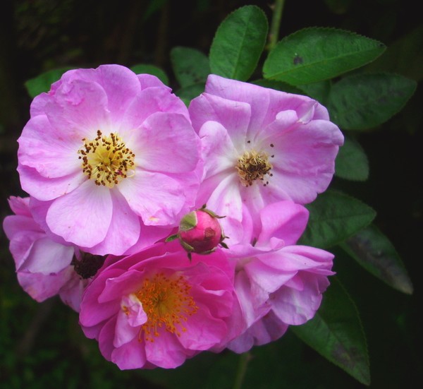 wild roses