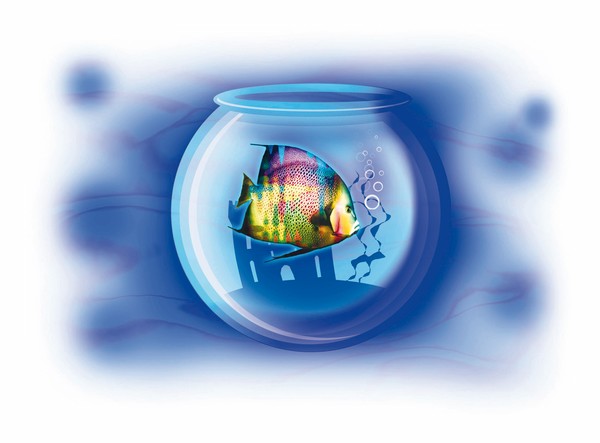 Fish in a bowl