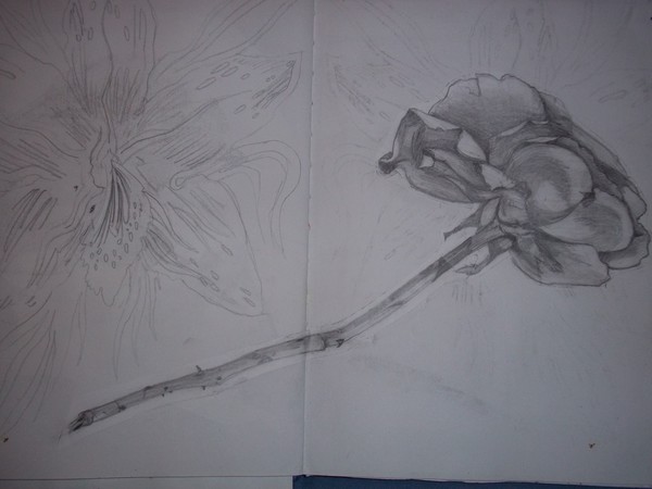rose and lily