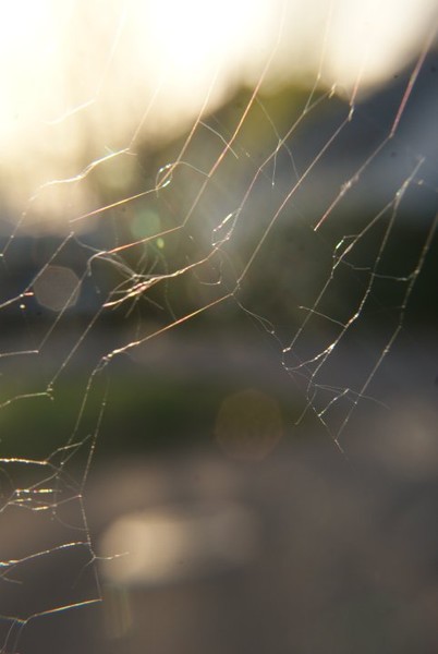Itsy Bitsy's Web
