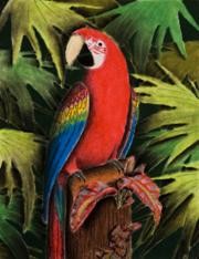 Scarlet Macaw