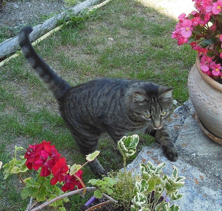 SUMMER VISITOR