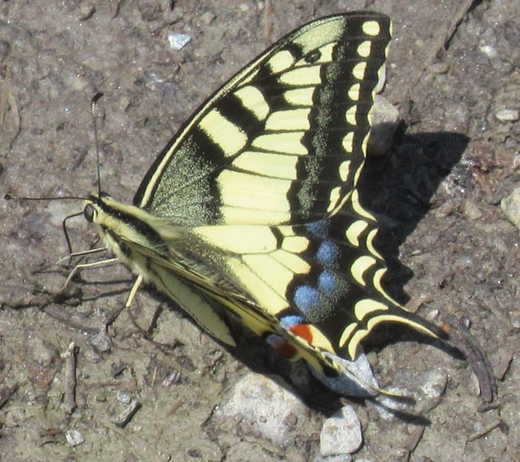 TIGER SWALLOWTAIL