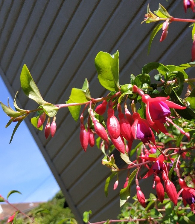 FUCHSIA