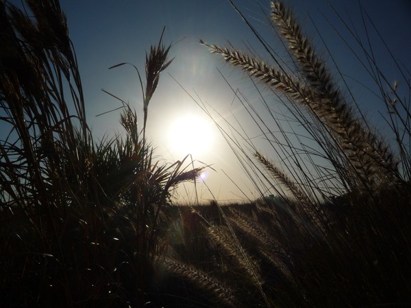 Sea Oats and Sunshine
