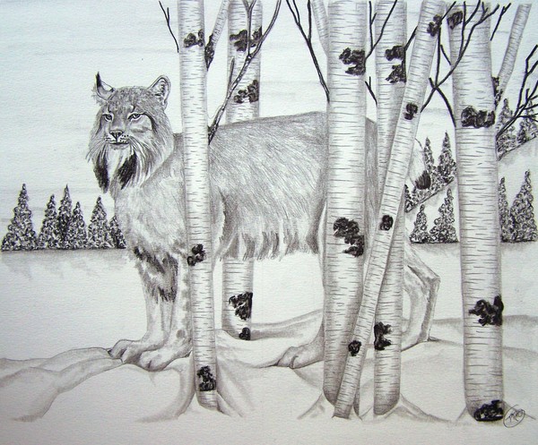 Canadian Lynx