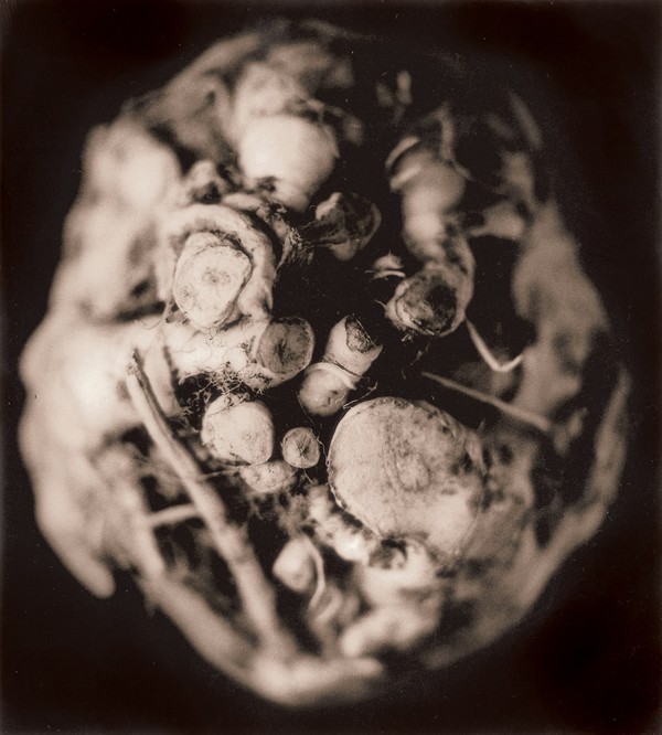 Celery root