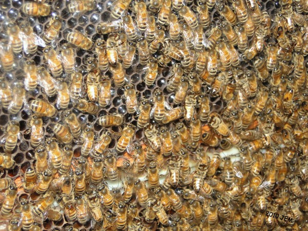 Hundreds of Honey Bees