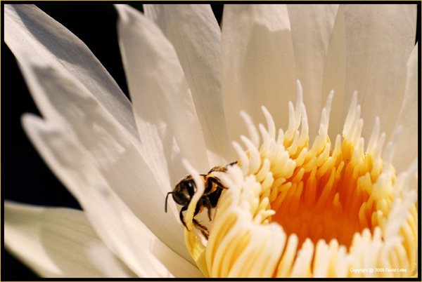 BEE SHY