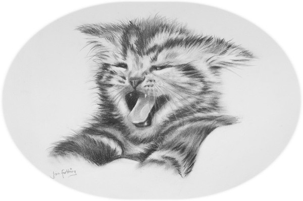 Scary kat !